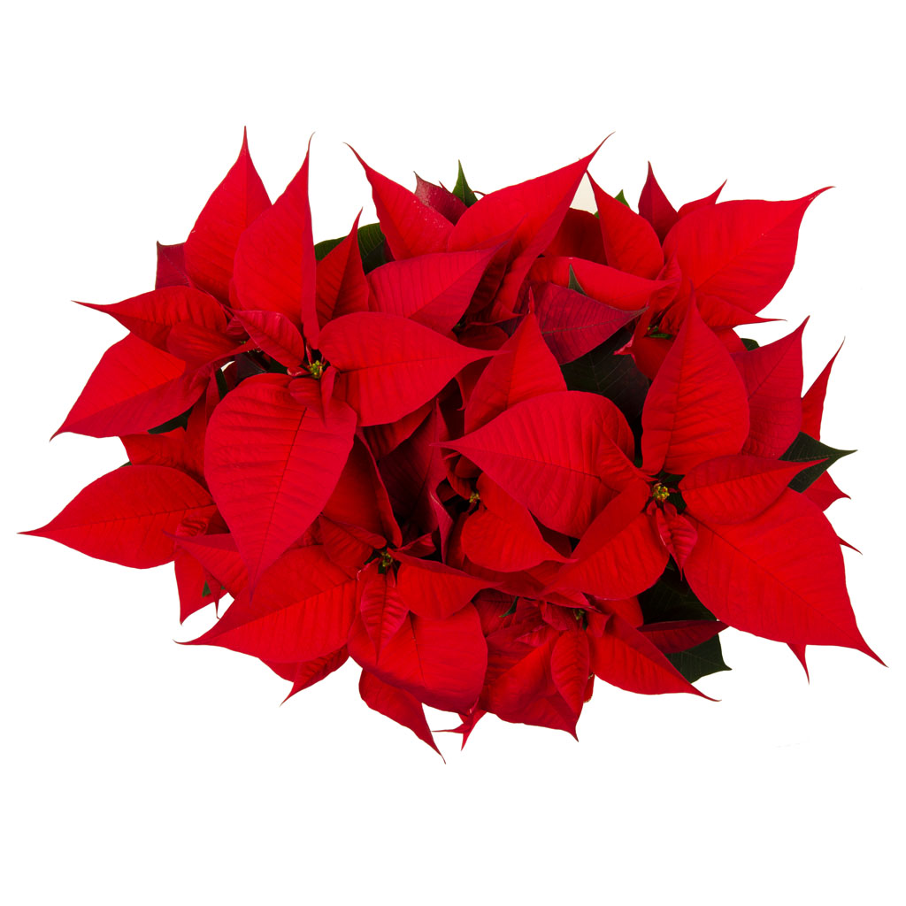 Cesta regalo di Stelle di Natale - Eleganza e Tradizione Natalizia