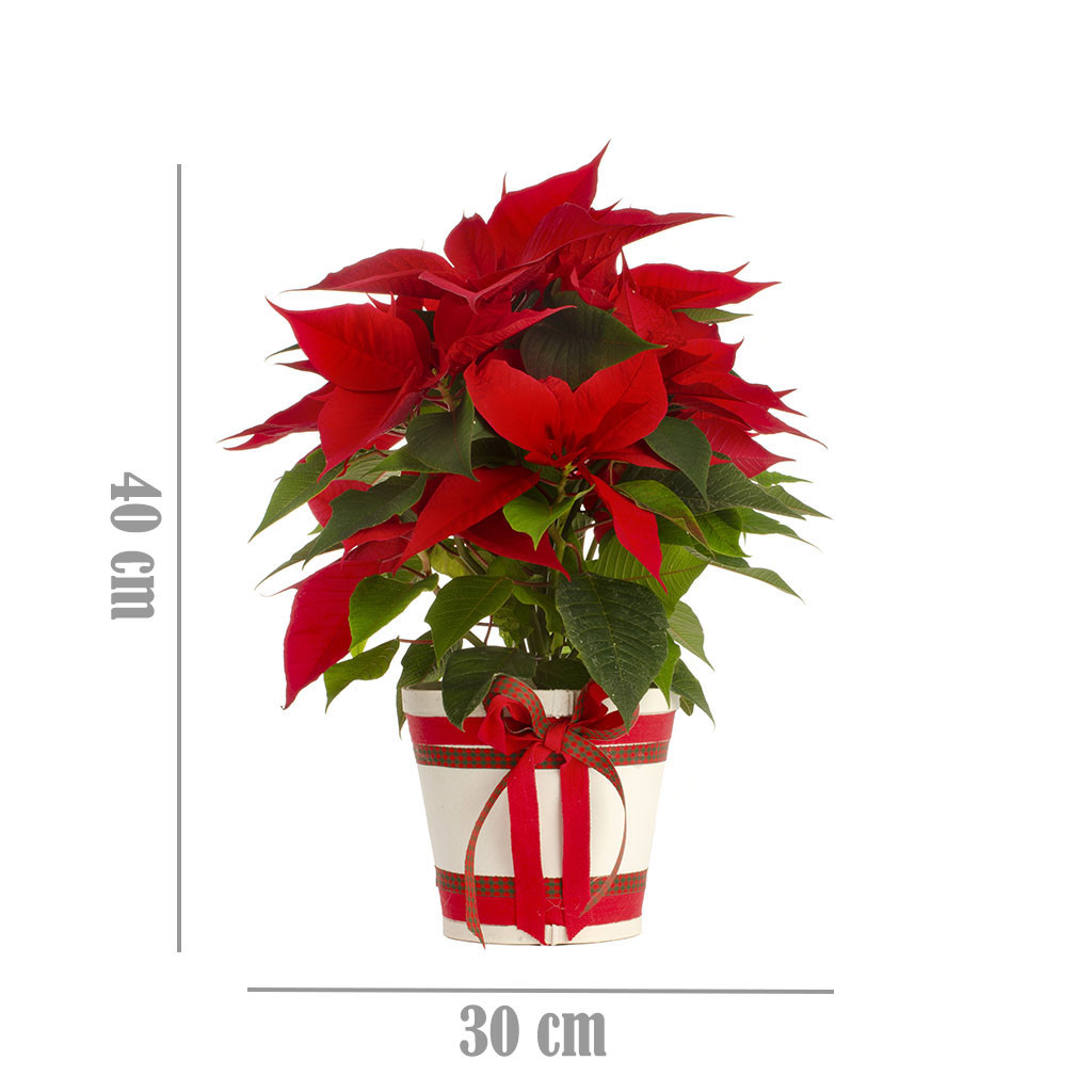 Stella di Natale in Vaso Decorato – Pianta Natalizia Rosso Intenso