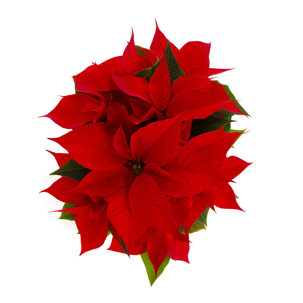 Stella di Natale in Vaso Decorato – Pianta Natalizia Rosso Intenso